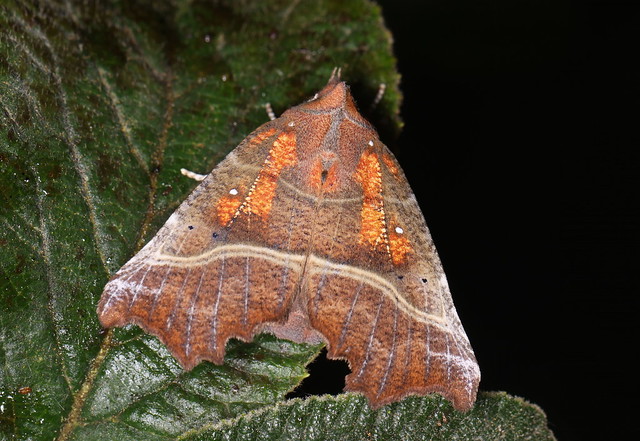 Husmoderugle (Herald Moth / Scoliopteryx libatrix)
