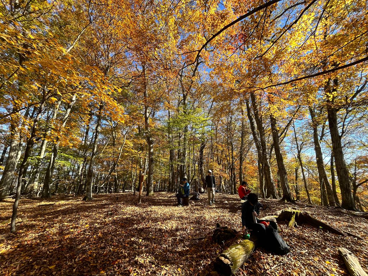 【奥多摩】秋の大マテイ山 紅葉が美しい山頂