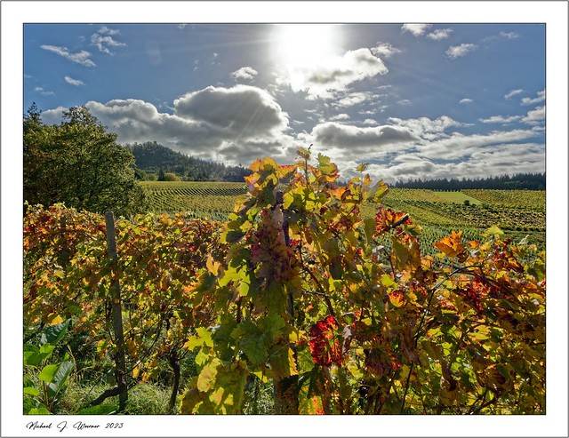 Autumn colors in the vineyards 04