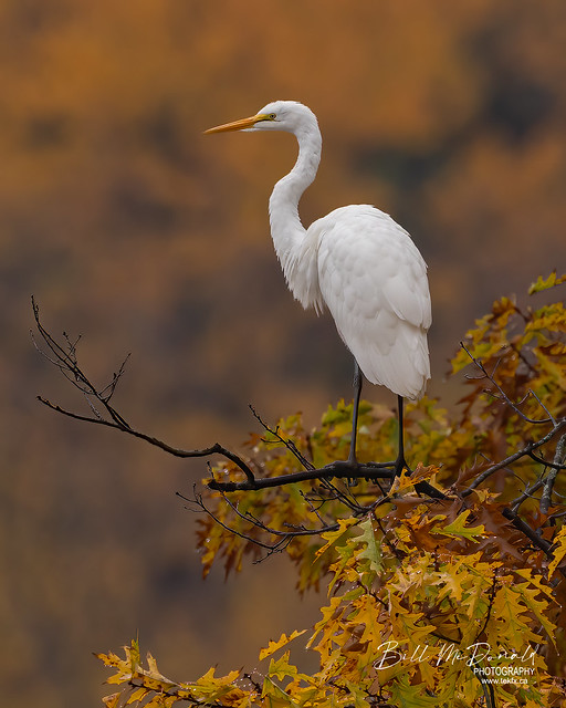 Great White Egret in Fall