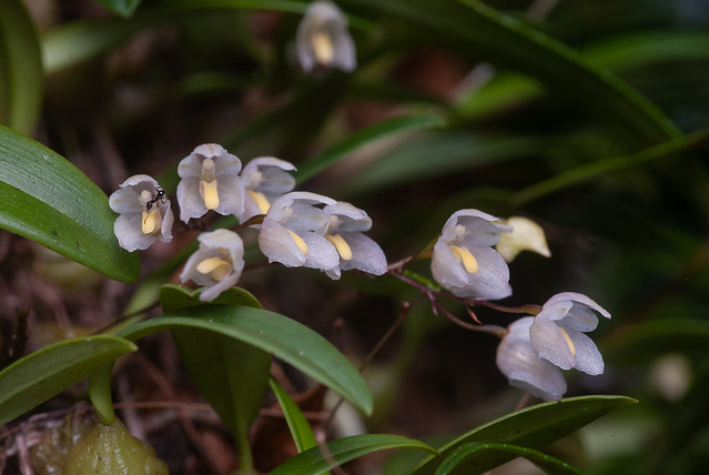 Bulbophyllum newportii
