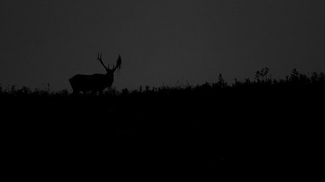 Bull elk roaming the ridgeline.
