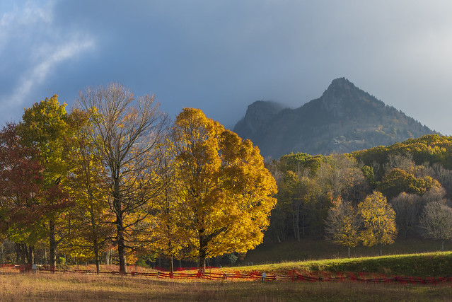 Morning glory - Grandfather Mountain, North Carolina