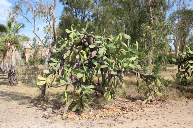 Opuntia ficus-indica (L.) Mill. - Tarragonna - Parc Sama 230911