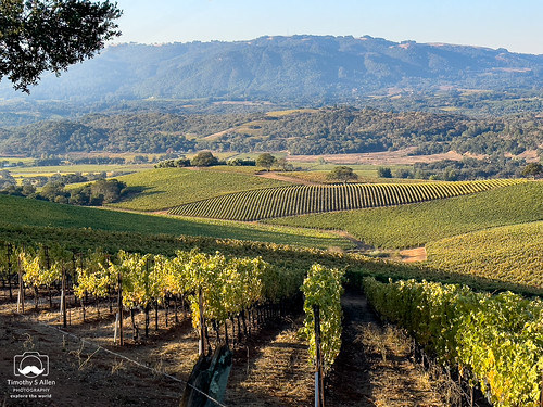 california fall landscape vineyard vines hill earlymorning sonomacounty nelliganroad morning light plants wine argiculture