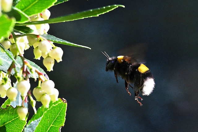 Bourdon pollinisateur Ground bumblebee