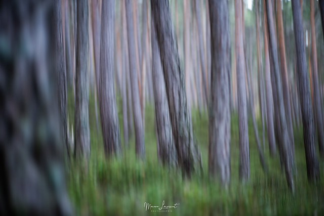 Forêt de pins