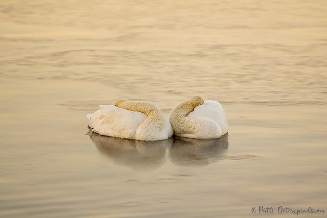 Two Swans - Dawn's Early Light
