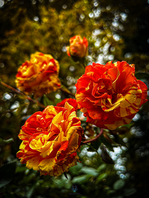 November Roses taken on iPhone
