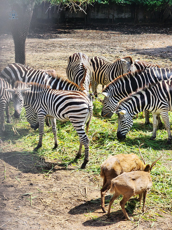 safari world bangkok zebra