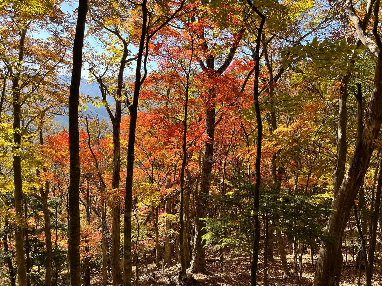 【奥多摩】奈良倉山〜鶴寝山〜大マテイ山 紅葉が凄まじい秋の登山へ