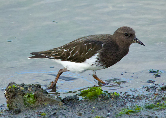Black Turnstone at the water's edge