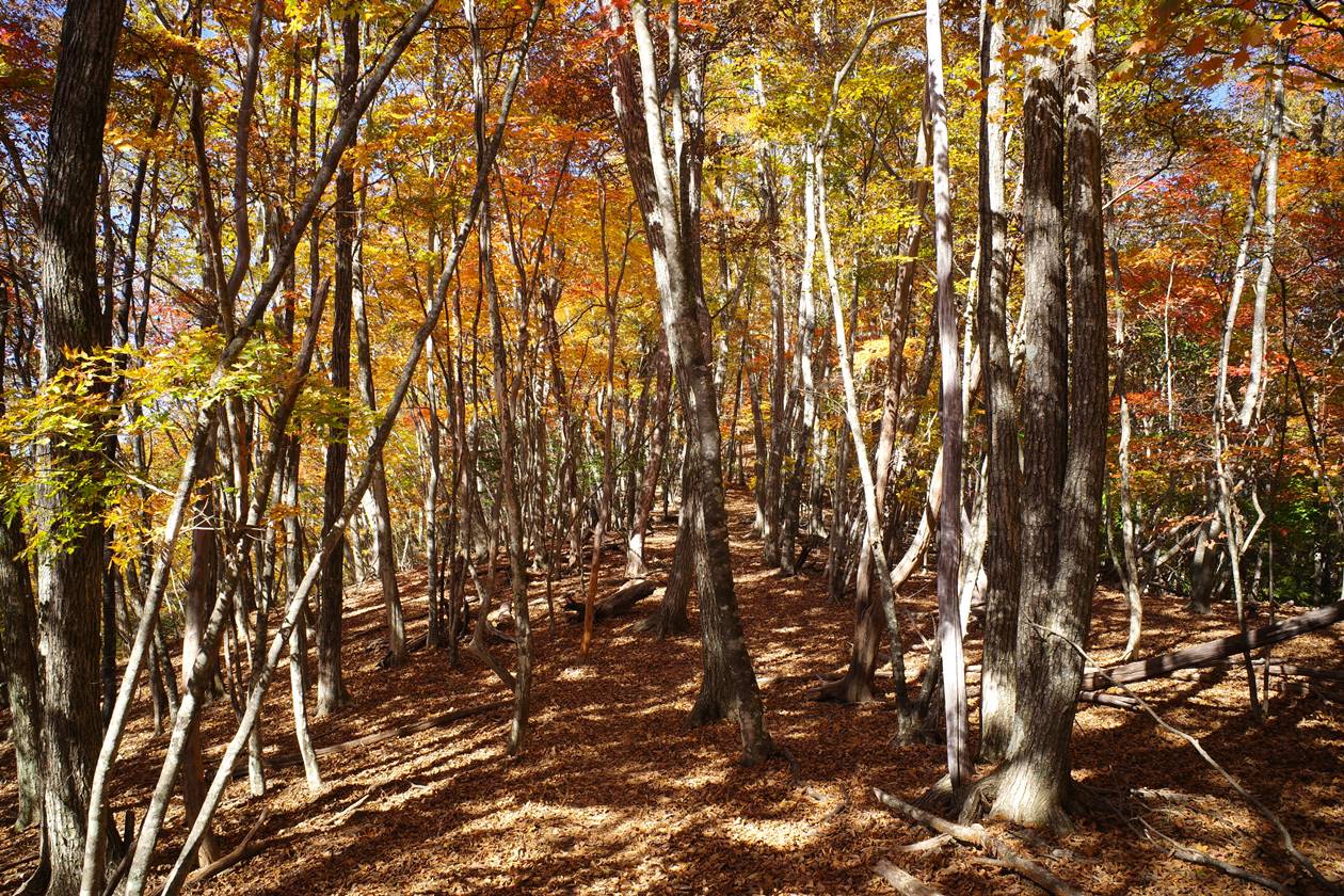 【奥多摩】奈良倉山〜鶴寝山〜大マテイ山 紅葉が凄まじい秋の登山へ