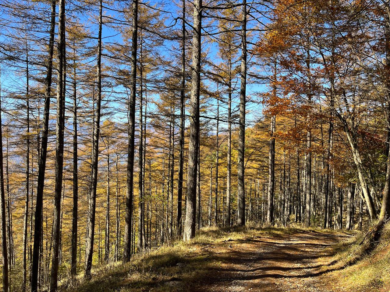 【奥多摩】奈良倉山〜鶴寝山　カラマツの紅葉彩る秋の登山