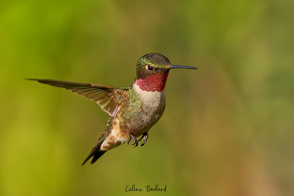 Rubis Hummingbird Colibri à gorge rubis \ Ruby-throated Hummingbird | Céline Boilard | Flickr