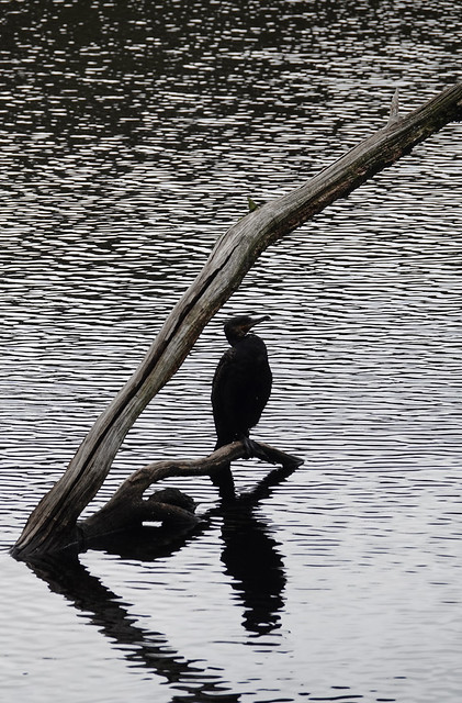 Cormorant silhouette and reflection