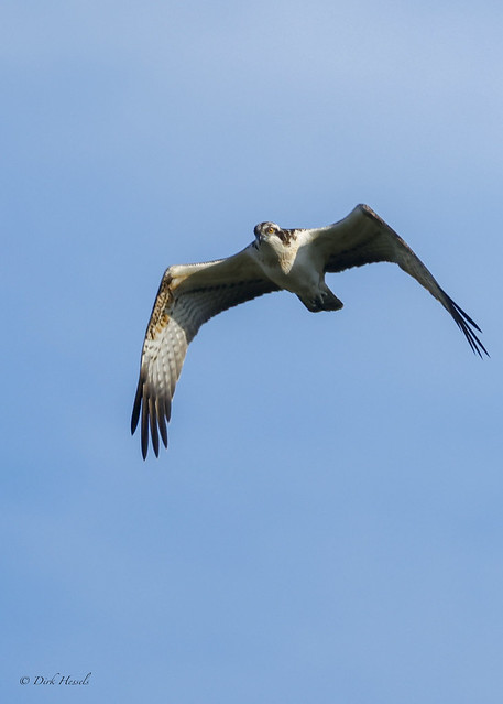 Osprey | Visarend | Fischadler, (Pandion haliaetus)