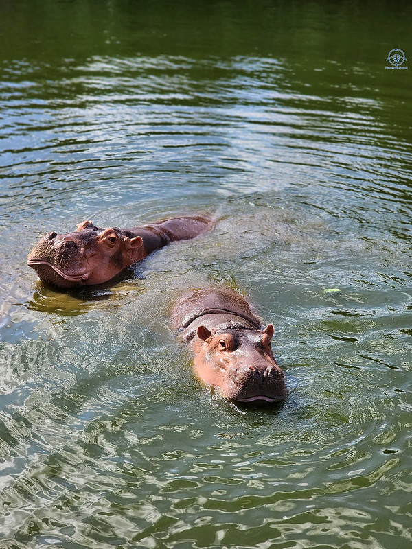 bangkok safari world hippo