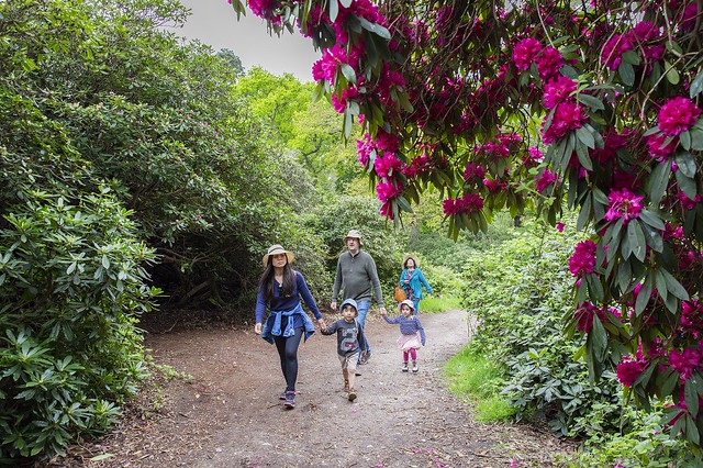 Family exploring the rhododendrons at Sheringham Park, Norfolk