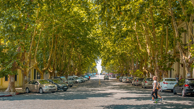 Trees of Colonia del Sacramento - UY