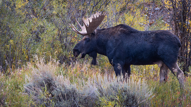 Bull Moose Searching for the Ladies – Grand Teton National Park