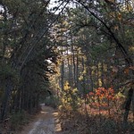 Sandy Ridge Tulplehocking Trail, Wharton State Forest - 3 Nov 23 