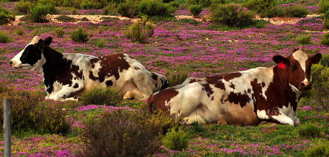Cows on Karoo