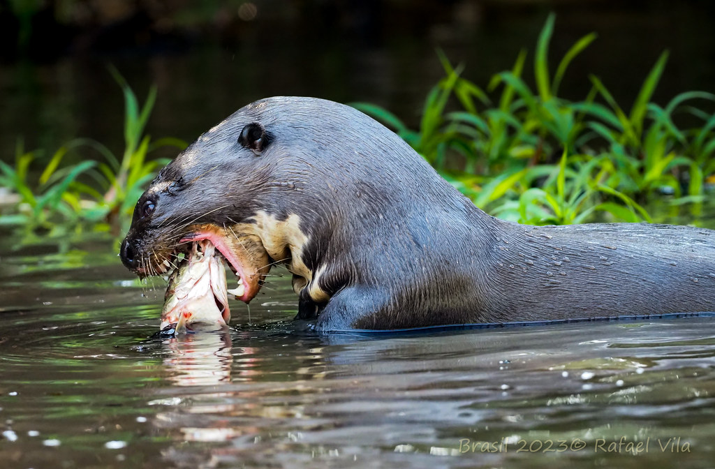Giant Otter / Nutria gigante -- Parque del Pantanal -Brasil