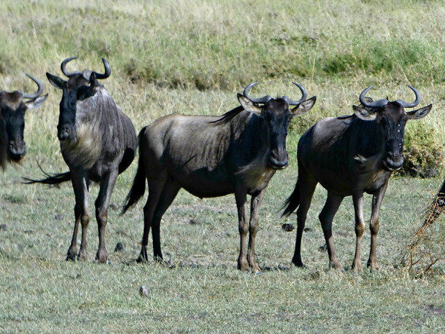 Blue wildebeest - Connochaetes taurinus