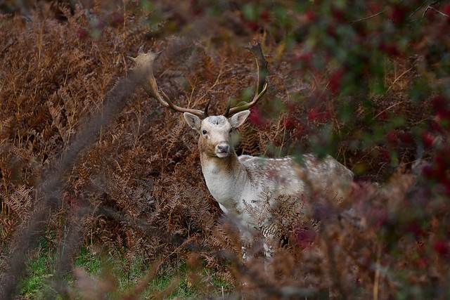 Fallow Buck Deer at Knole Park (Sevenoaks)
