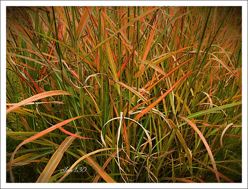 jan130 autumnfall ornamentalgrass garden topaz athome closeup coth5