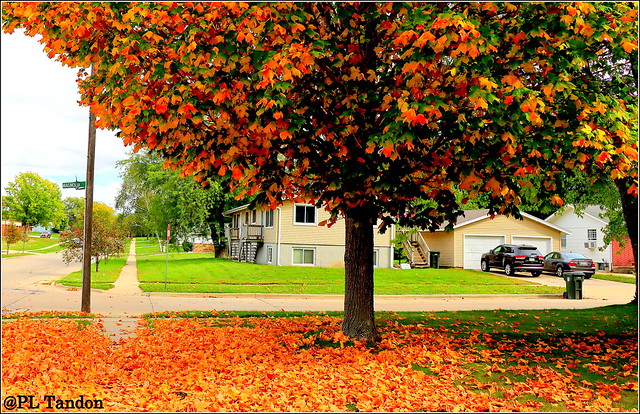 Maple Tree- Fall Foliage