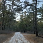 Sandy Ridge Tulplehocking Trail, Wharton State Forest - 3 Nov 23 