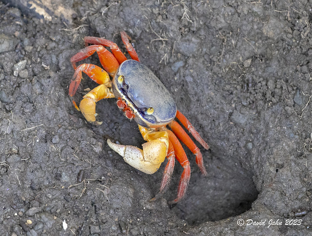 Halloween Crab (Gecarcinus quadratus)