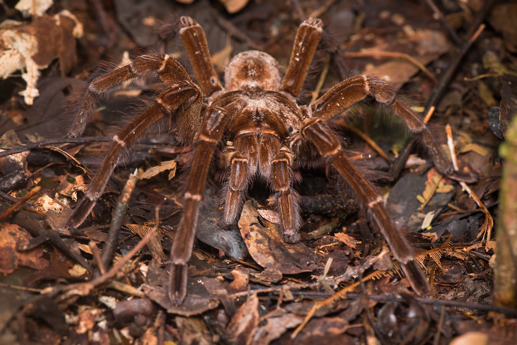 Goliath birdeater tarantula (Theraphosa blondi)