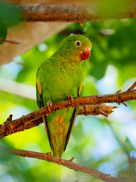 Yellow-chevroned parakeet// catita chirirí// Rotogeris chiriri,  Pantanal -Brasil