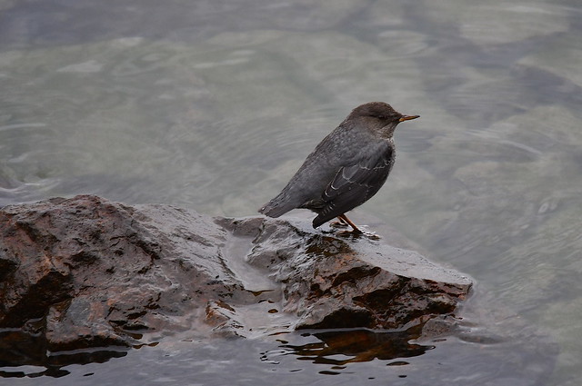 Another View of the Dipper