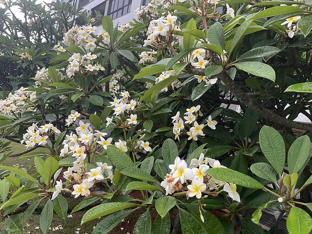 Jasmim-manga-Branco (Plumeria Alba), Árvore-Pagode, Jasmim-das-Índias-Ocidentais, Fragipane-Branco, Plumeria-alba.