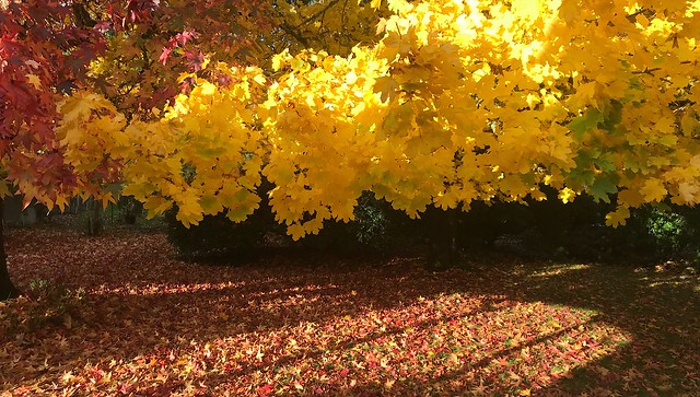 Backyard Fall Colors