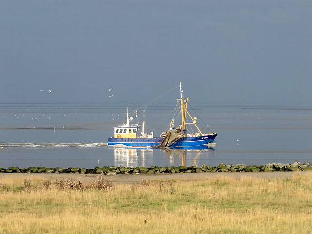 UQ-6 garnalenkotter uit Usquert-shrimp trawler from Usquert