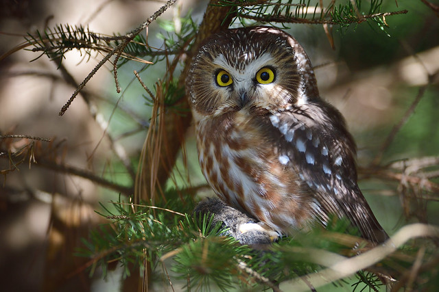 Northern Saw-whet Owl with Prey