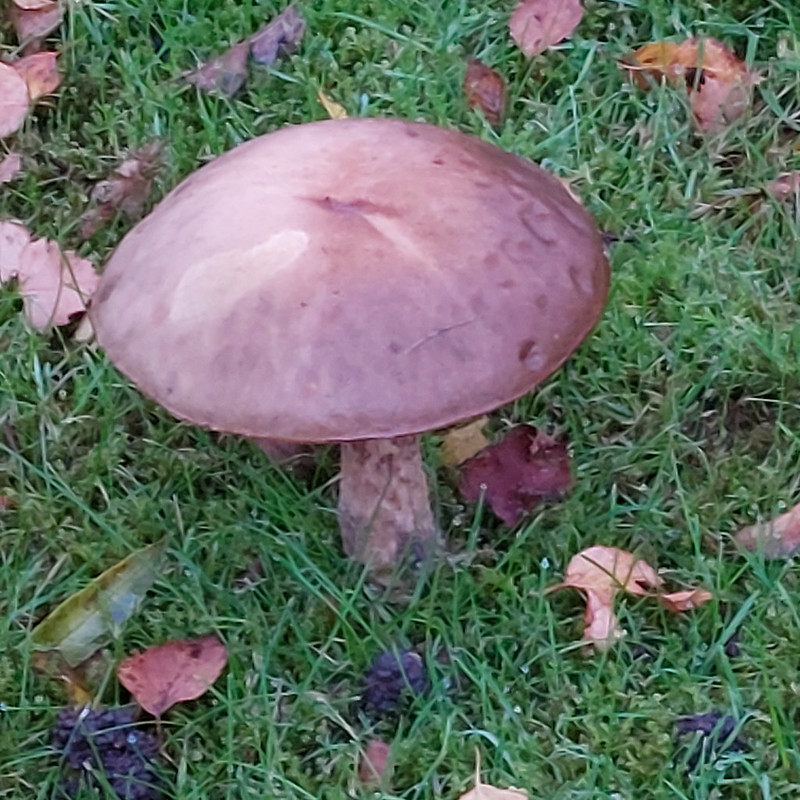 Autumn fungi: birch bolete on a lawn