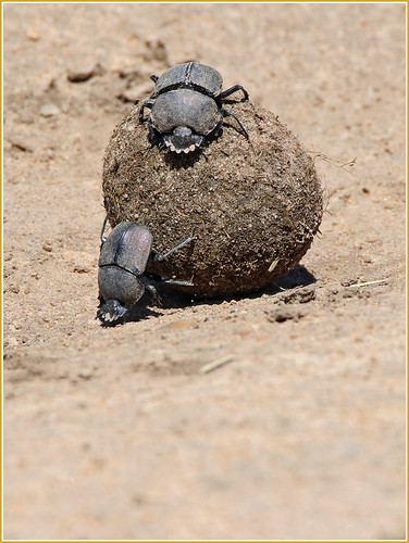 FRONT COVER DUNG BEETLES | by gazza294