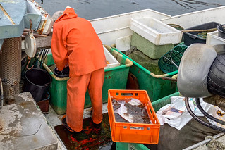 Fischverkauf vom Kutter im Hafen Eckernförde