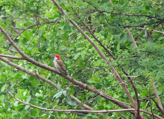 cardinal woodpecker 2