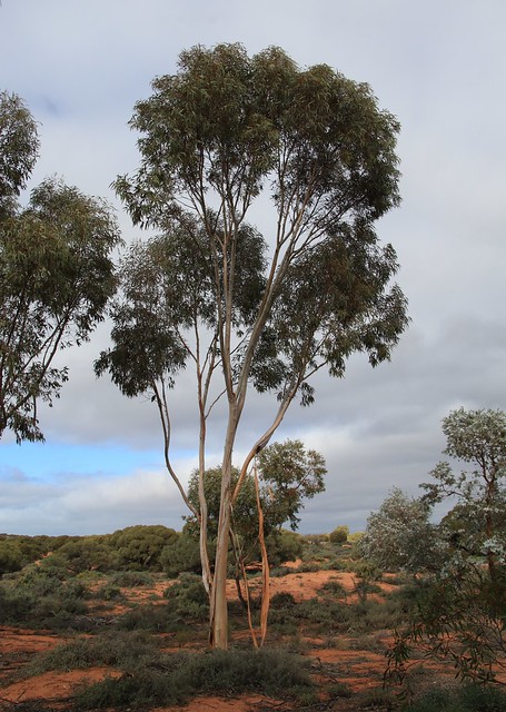 Australian Arid Lands Botanic Garden, Port Augusta (159)