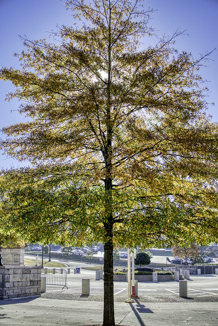 WFP Tree Foliage (HDR), 2023.11.03