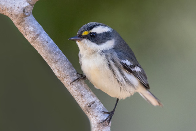 Black-throated Gray Warbler (R51_0240)