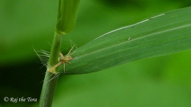 Four-Legged Spider
