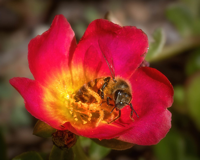 honeybee on purslane